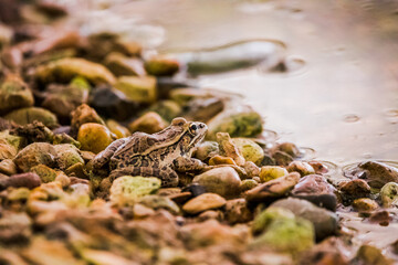Rio Grande Leopard Frog