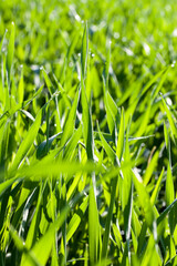 agriculture and agriculture for the cultivation of cereals