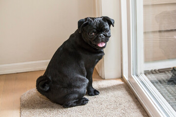 Black Pug puppy waiting patiently by the door to be let out. 