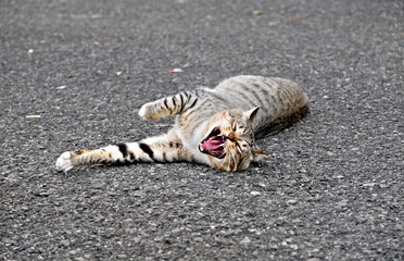 Stray cat in a street, relaxed and playful.