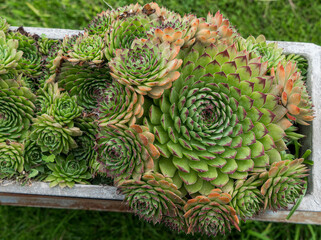 Fototapeta premium sempervivum dzhavachischvilii leaves