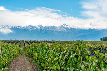 Fototapeta na wymiar Argentina, Valle de Uco, viticulture on the edge of the Andes near Mendoza.