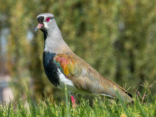 Southern lapwing (Vanellus chilensis), Uco Valley in Argentina