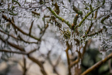 Icicles Form On a Mossy Tree Branch