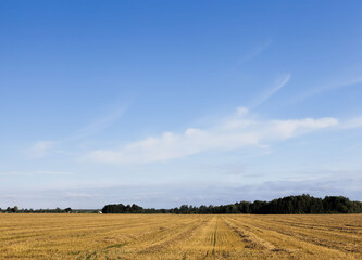 Fototapeta premium an agricultural field