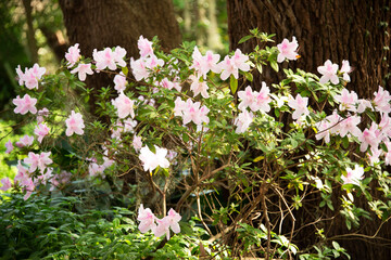 Azaleas blooming in the sunshine at the Ravine Gardens State Park