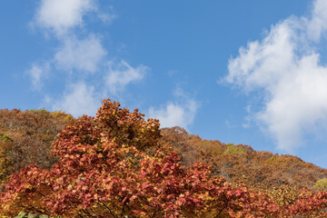 Fototapeta premium かえで