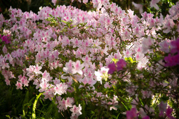 Obraz premium Azaleas in full bloom in the sunshine at the Ravine Gardens State Park