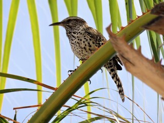 Cactus wren