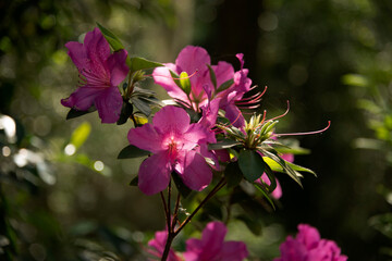 Fototapeta na wymiar Azeleas blooming in the sunshine at the Ravine Gardens State Park