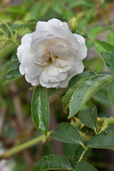 Obraz na płótnie Canvas white rose in the garden