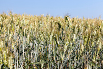 unripe wheat plants farming for food production