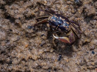 Mangrove Crab