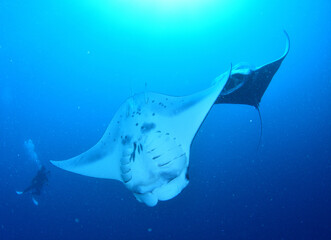 マンタの宙返り