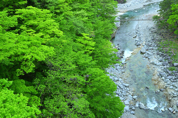 新緑　渓流　吊り橋