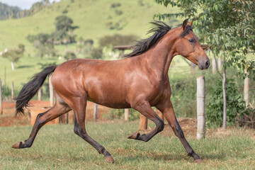 Fototapeta na wymiar Young bay horse. Young Mangalarga Marchador horse with loose bay coat on the training track.