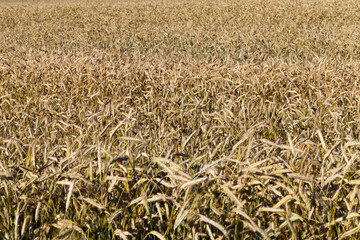 Mature yellowed cereals