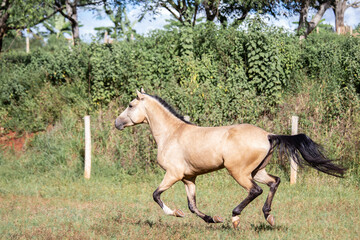 Buckskin horse. Mangalarga Marchador horse with loose palomine coat on the training track.