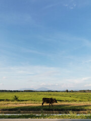 Countryside Road with buffalo