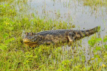 Alligator in Mato Grosso Pantanal, Pocone, Mato Grosso, Brazil on November 24, 2007.