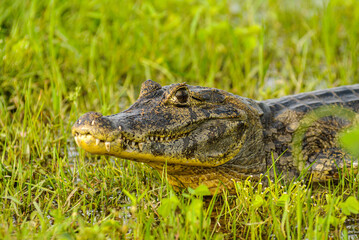 Alligator in Mato Grosso Pantanal, Pocone, Mato Grosso, Brazil on November 24, 2007.