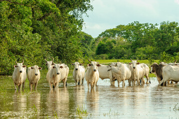 Cattle crossing a flooded area in the Mato Grosso wetland, Pocone, Mato Grosso, Brazil on November 25, 2007.