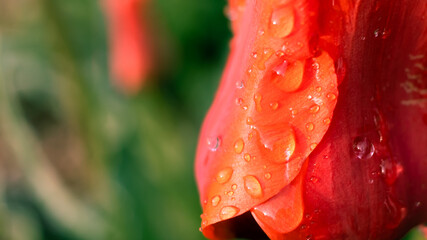 Raindrop Closeup