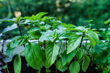 Growing basil at home. Plants close up