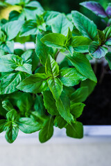 Growing basil at home. Plants close up