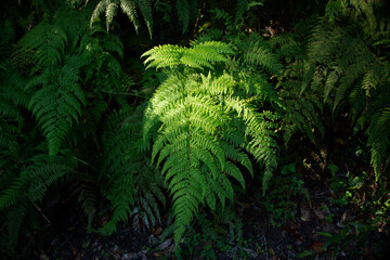 Fototapeta na wymiar Broadleaf ferns growing on the side on the trail in Ravine Gardens State Park