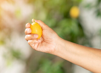Marian Plum Ripe In Female Hand