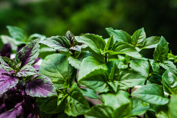 Growing basil at home. Plants close up