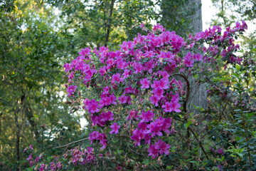 Swamp azaleas blooming in the sunshine at a Florida State Park