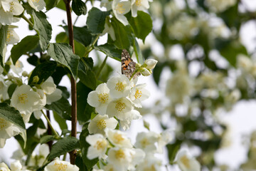 beautiful white jasmine flowers