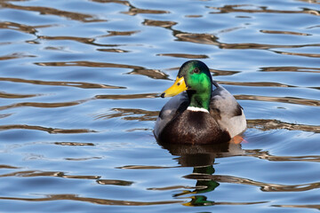 Iridescent Drake Mallard Rests Alertly on Beautiful Water
