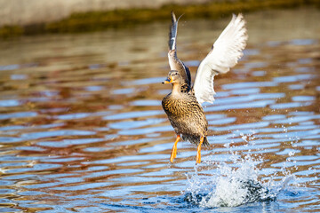Beautiful Hen Mallard Duck Gains Altitude After Splashy Jump Off a Pond