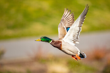 Iridescent Drake Mallard Duck Gains Altitude with Powerful Wing Beats