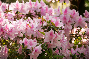 Flame azaleas blooming in the sunshine at the Ravine Gardens State Park