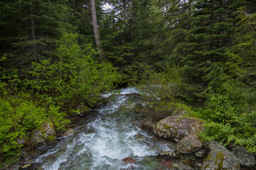 Fototapeta na wymiar Mountain Stream in Montana