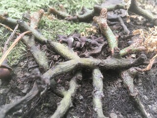 Herb growing on a jungle tree like root. I is found nearby Kathmandu