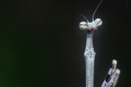 Close Shot Of The Brown Stick Mantis