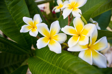 Fototapeta na wymiar frangipani plumeria flowers