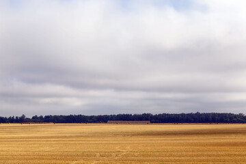 an agricultural field