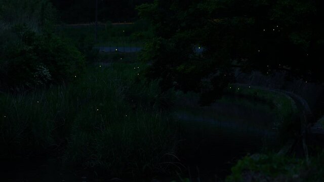 蛍の乱舞を高感度ビデオ撮影
