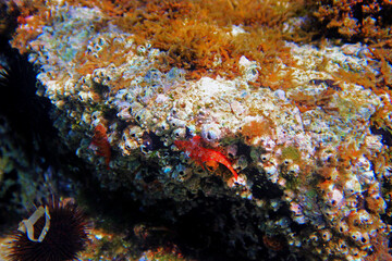 Naklejka na ściany i meble The red-black triplefin (Tripterygion tripteronotum)