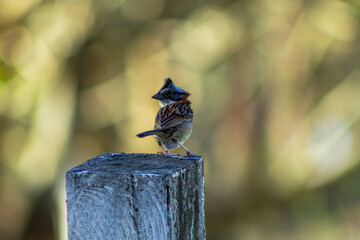 Little chingolo perched on wood, a bird abundant in the tropic. It is called "comemaiz" or "pirris" at Costa Rica, its scientific name is Zonotrichia capensis.