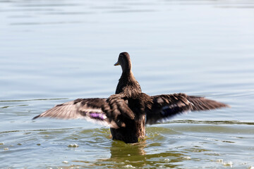 wild waterfowl ducks in nature