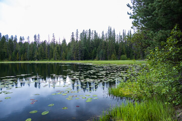 Lily pads in Fish Lake, Montana