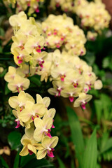 Beautitul yellow mixed pink Phalaenopsis orchids blossom in a garden, Spring season