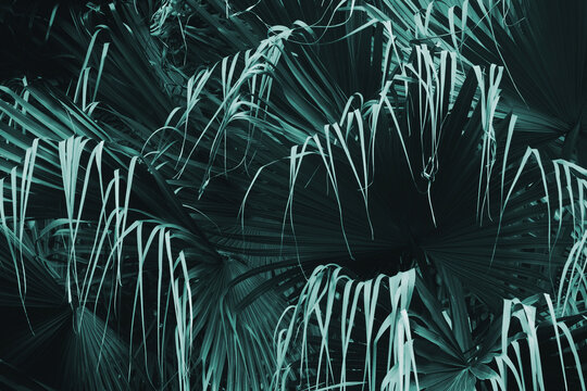 Exotic Tropical Palm Leaves Foliage Natural Pattern Background